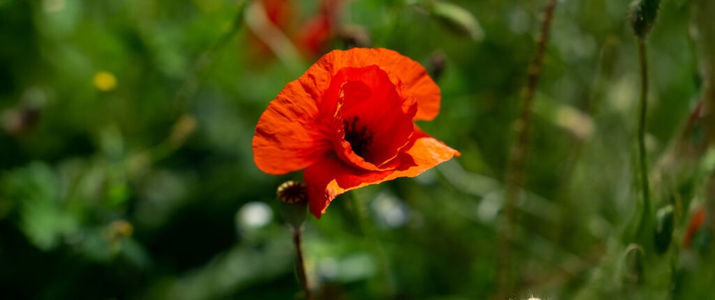 bannerss Image